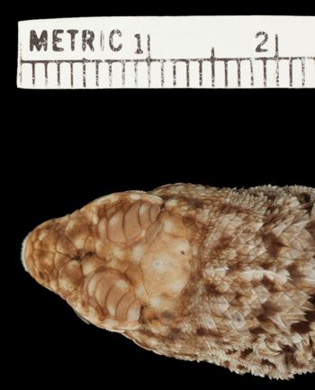 Media type: image;   Herpetology R-22665 Aspect: head dorsal